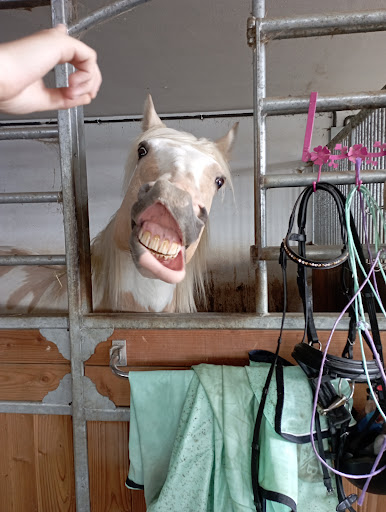 Reit und Ponyhof Großrain - Thumbnail