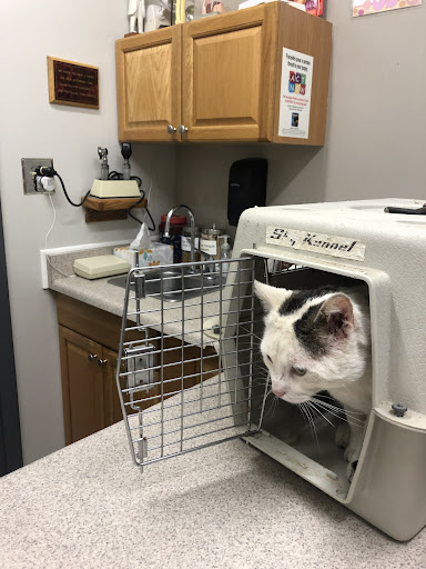 Mission Viejo Veterinary Hospital - Thumbnail