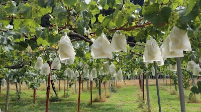 高橋直樹葡萄園