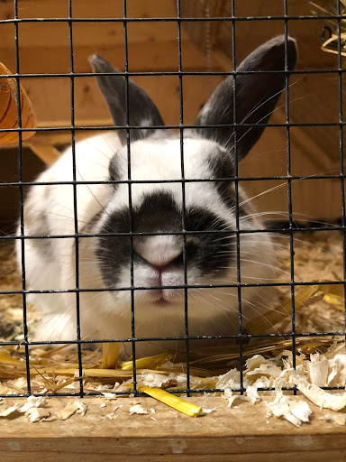 Teddytassens Rabbit & Farm Shop Gallery - Sweden