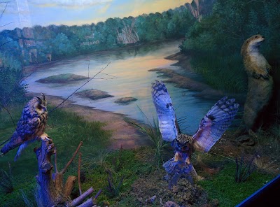 Photos of forest Echo