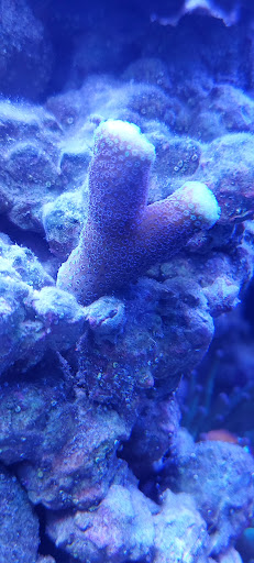 Coralfire - Thumbnail