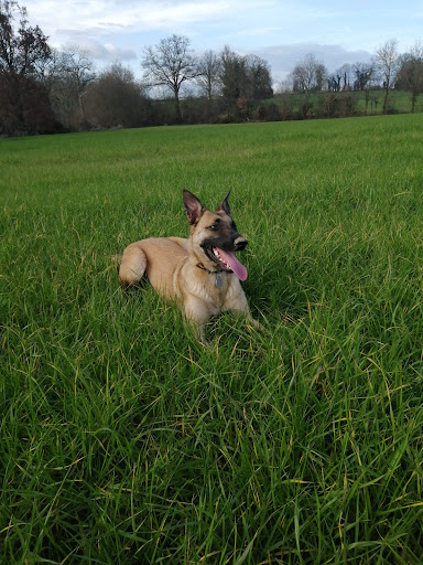 L'ACADÉMIE DES CHIENS - VENDÉE - ÉDUCATEUR CANIN