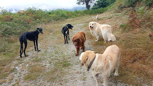 Hotel para perros Resort canino Pikuko