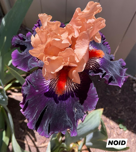 Bloomer-Rang Iris Farm