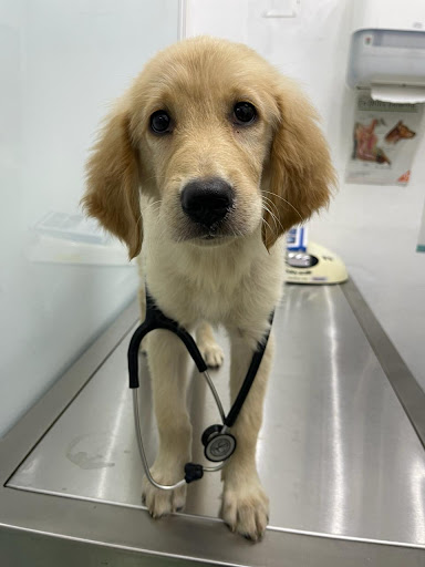 Clínica Veterinaria Cancún