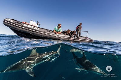 Photos of Crystal Divers South Africa