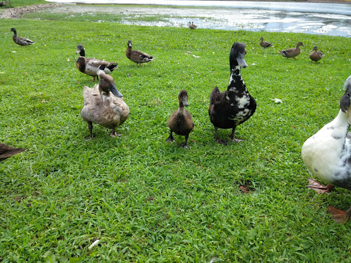 Alcoa Duck Pond - Thumbnail