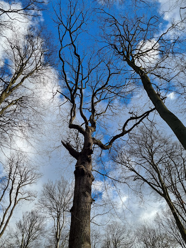 Le chêne Bocquet - Thumbnail