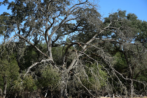 Blue Oaks Park - Thumbnail