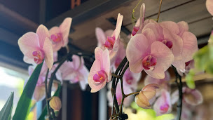 Photo n°2 de Fleuris ta vie à Les Hôpitaux-Neufs (Fleuriste)