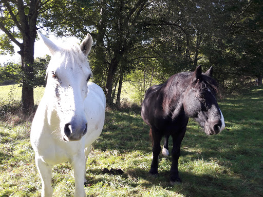 Ferme Equestre - Thumbnail