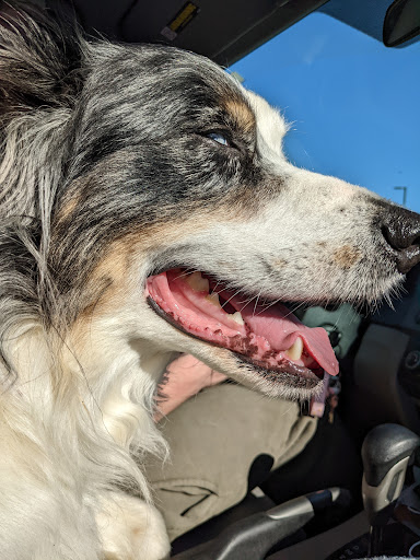 Chittenden Veterinary Clinic - Thumbnail