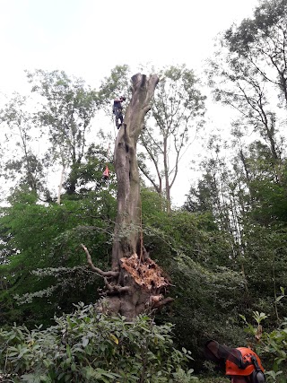 M.Large Tree Services Ltd