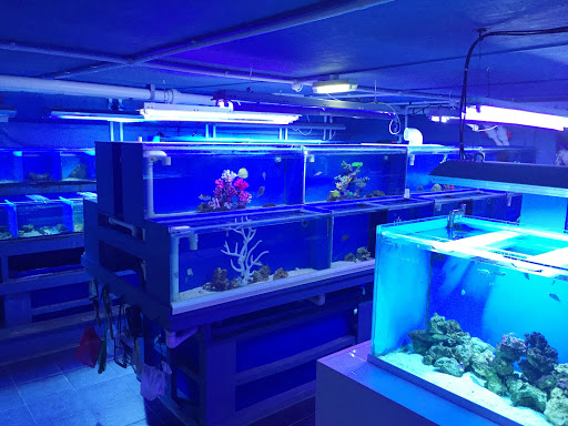 Calico Aquatics - Thumbnail