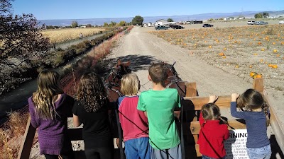 Corn Maze