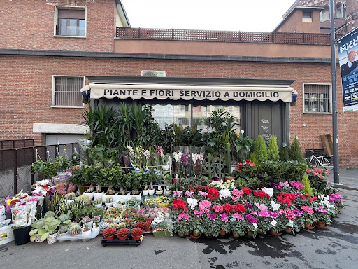 Piante E Fiori Servizio A Domicilio Di Haque Didarul Flowers - Thumbnail