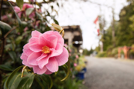 Tofino Botanical Gardens 1084 Pacific Rim Hwy, Tofino, BC V0R 2Z0, Canada