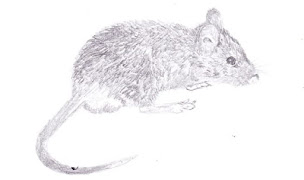 Photo n°7 de A3DS à Marseille (Service d'extermination des nuisibles)