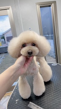 dogsalon もふもふっと