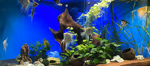 Tweedehands Aquarium Apeldoorn - Thumbnail