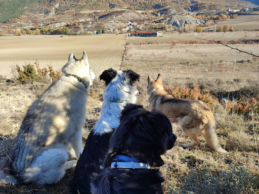 Hotel para perros Residencia canina LunaMon