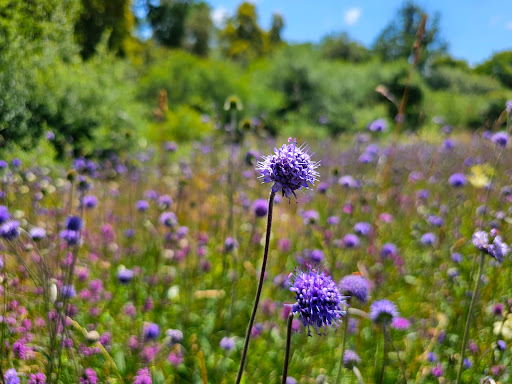 Echo Lodge Meadows - Visual