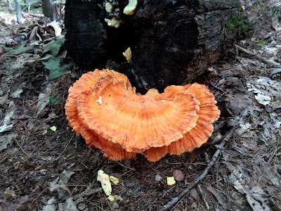 Sebago Lake State Park Campground