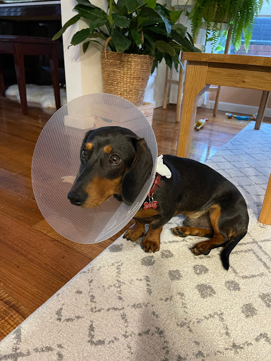 Sunshine Vet Clinic