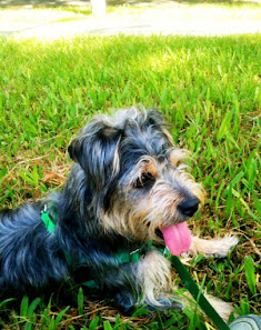 Photo of Prytania Veterinary Hospital Perro