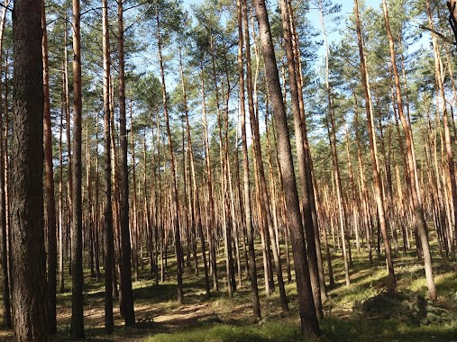 BAR under the pines, Author: Cezary Padowski