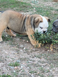 Photo n°10 de ELEVAGE DES MONTS DE L HERMITAGE à Céron (Pension pour chiens)