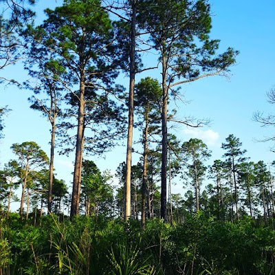 Santa Fe Swamp Conservation Area