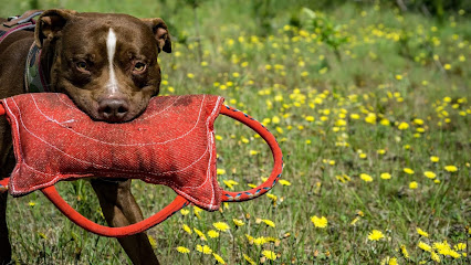 Dog Center - Szkolenie psów Koszalin