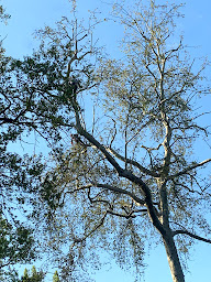 Photo n°20 de Entreprise Jean-élagage a Igny 91 Paysagiste/élagueur à Igny (Paysagiste)