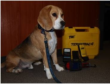 Termite control and inspections - TermitePolice - Thumbnail