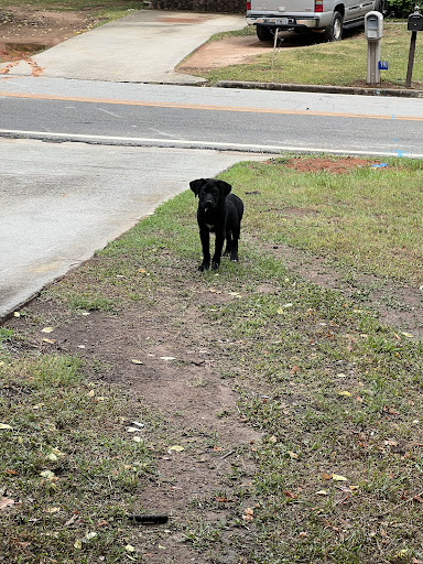 City of Madison Animal Control - Thumbnail