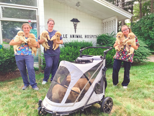 Platinum Golden Retrievers - Thumbnail