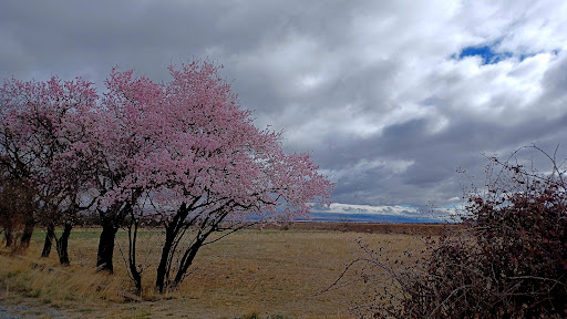 Albuñan - Visual
