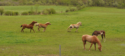 Boyd Family Ranch