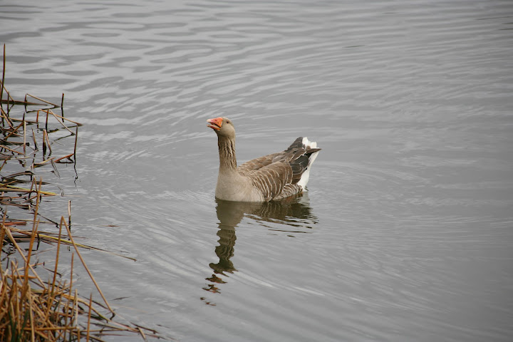 Silver Ridge Retreat by null