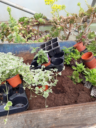 Tartendown Nurseries - Thumbnail