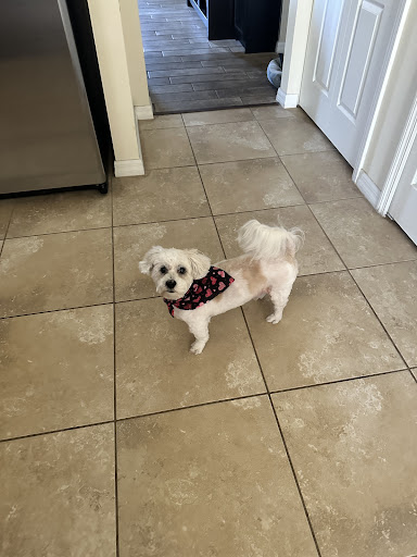 A1 Grooming - Visual