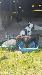 Photo n°25 de Educanine Pays d'Ancenis COSSET Chrystelle à Vair-sur-Loire (Dresseur pour chiens)