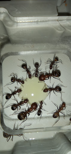 Ant Dimension - Visual