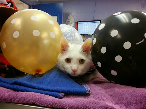 Annehurst Veterinary Hospital - Thumbnail
