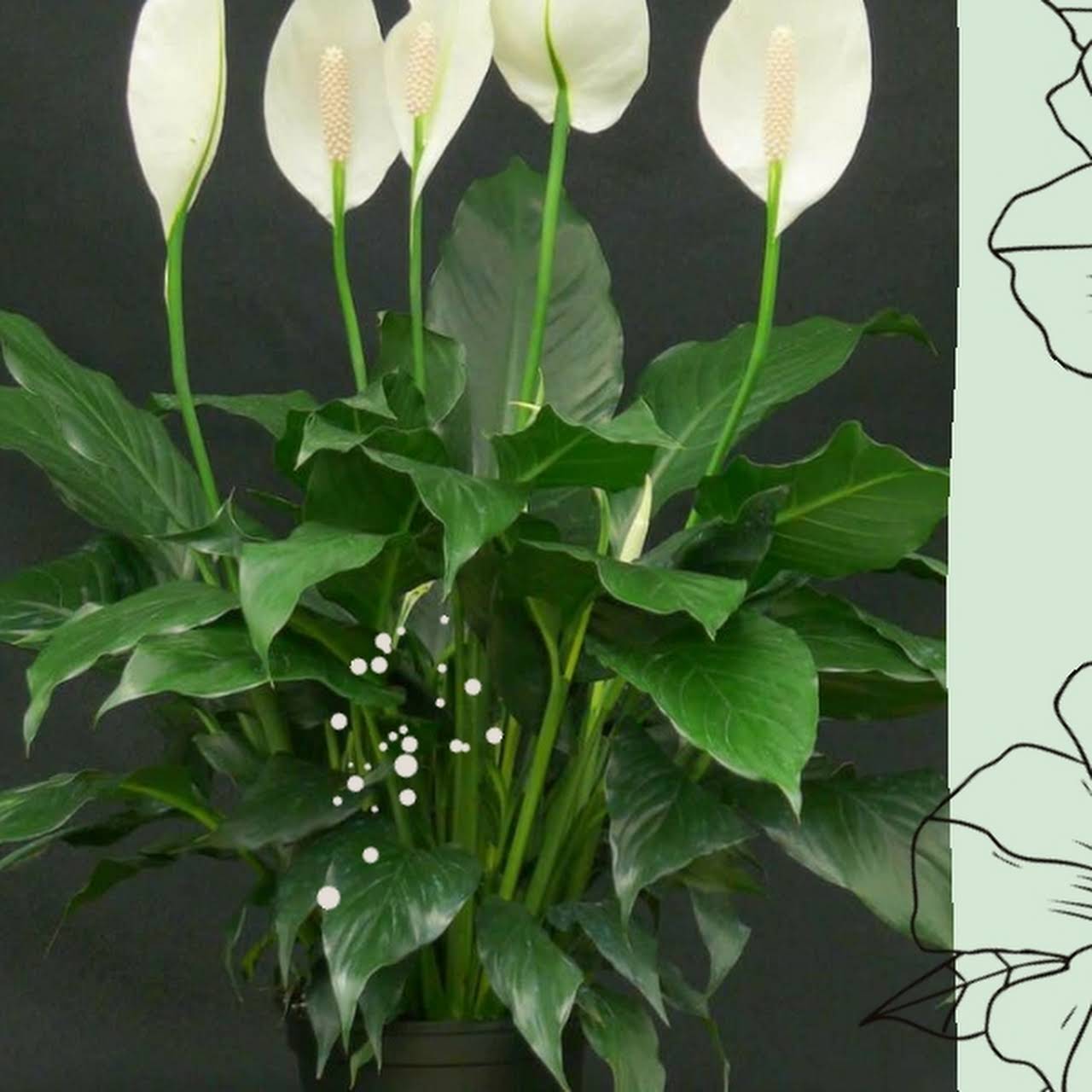 Спатифиллум луковичный
