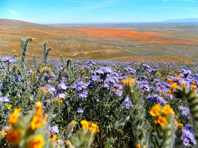 Réserve du Pavot de Californie d'Antelope Valley