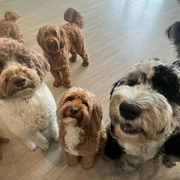 Puppy & Training Services