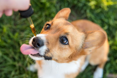 Photo of Lazy Possum Cannabis Co.